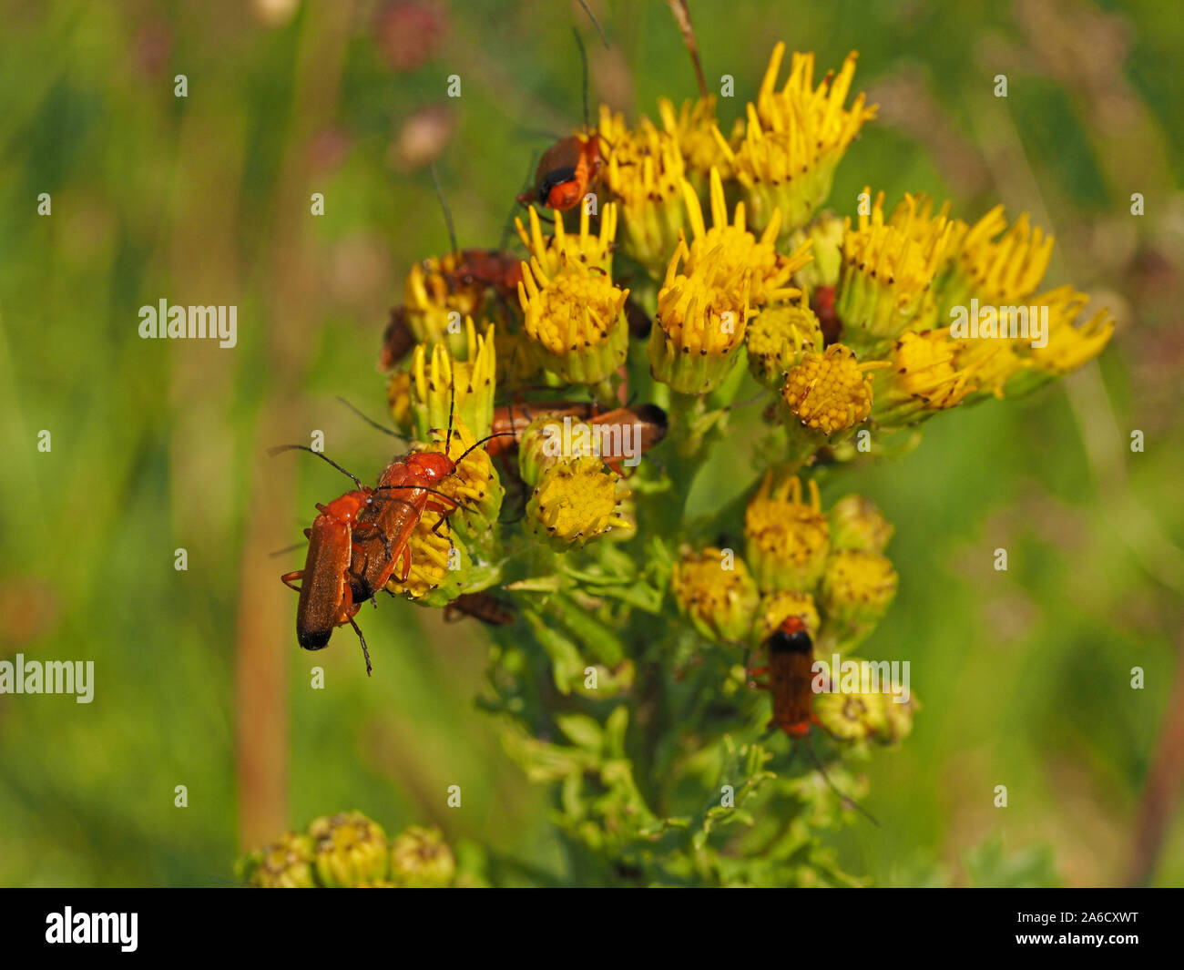 common red soldier beetle (Rhagonycha fulva) mating on yellow flowers ...