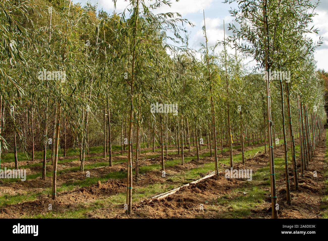 Salix alba Tristis, view in part of a tree nursery Stock Photo