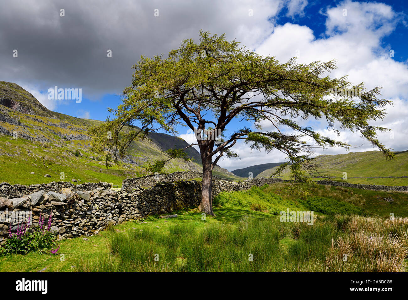 Larch tree on The Struggle road to Kirkstone Pass with dry stone wall and green slopes in Lake District National Park Cumbria England Stock Photo