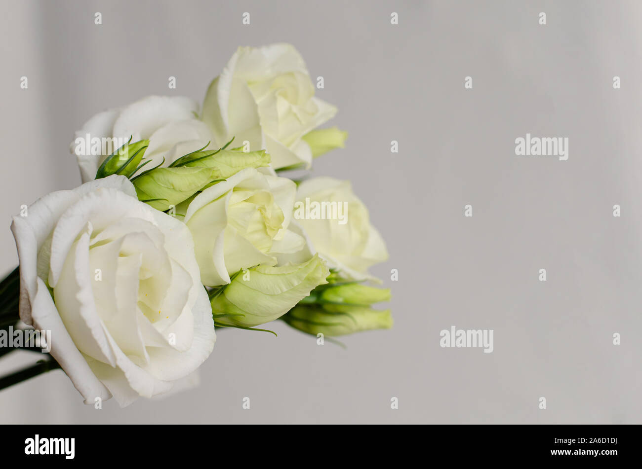 White bouquet of eustoma flowers on white background. Copy space Stock