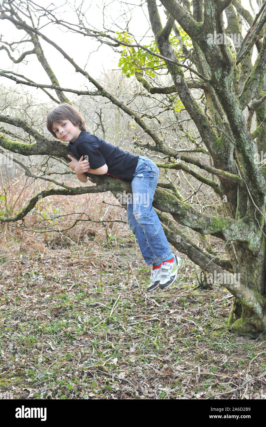 Climbing Tree Stock Photo