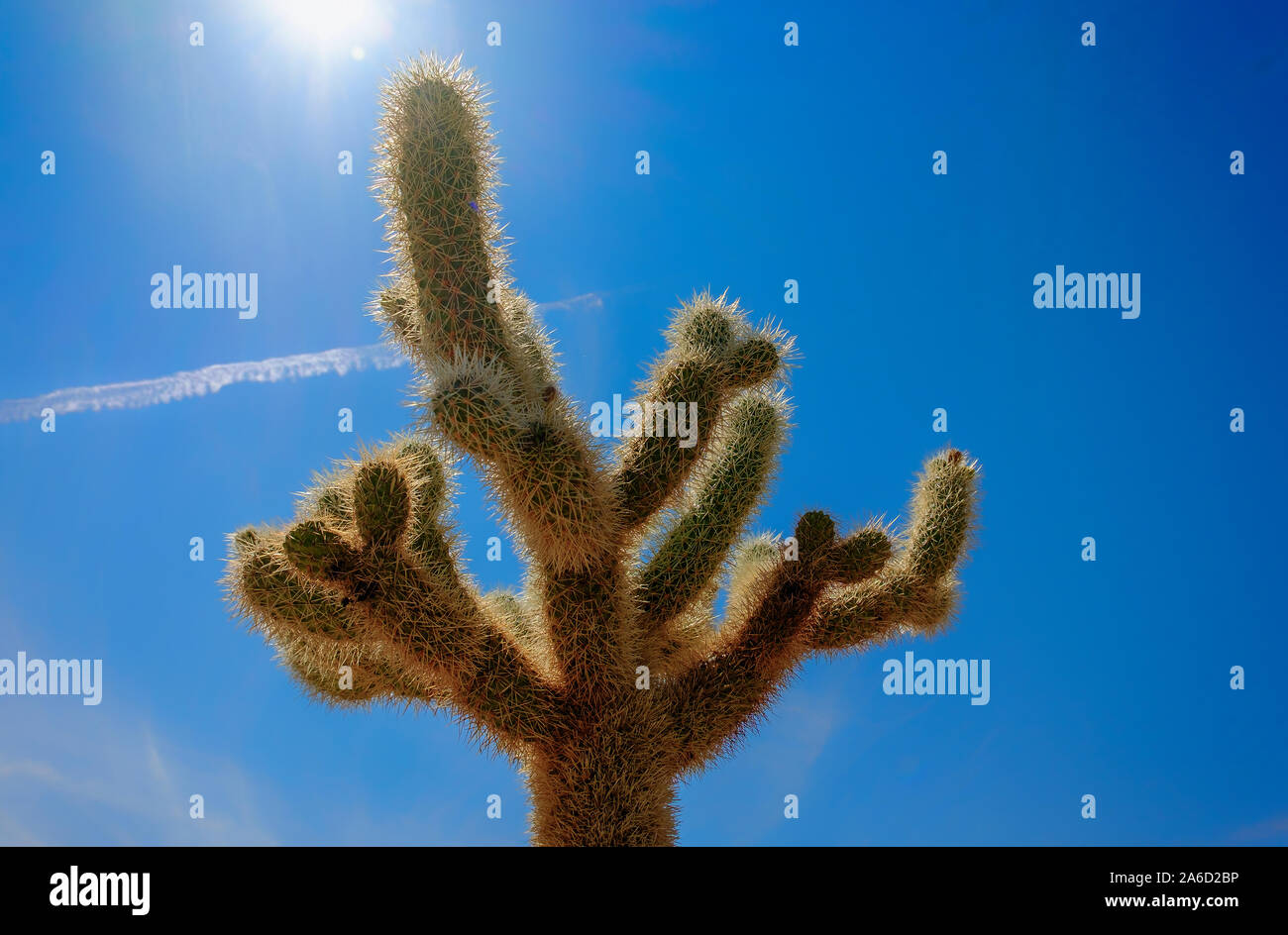 Close up of a single Cholla Cactus garden in Joshua Tree National Park, California Stock Photo