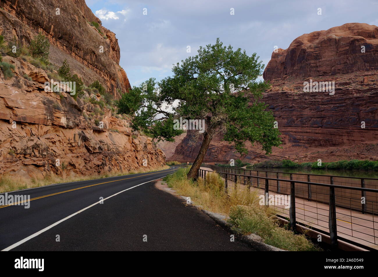 Lone tree in a canyon overhanging road and bike path Stock Photo Alamy
