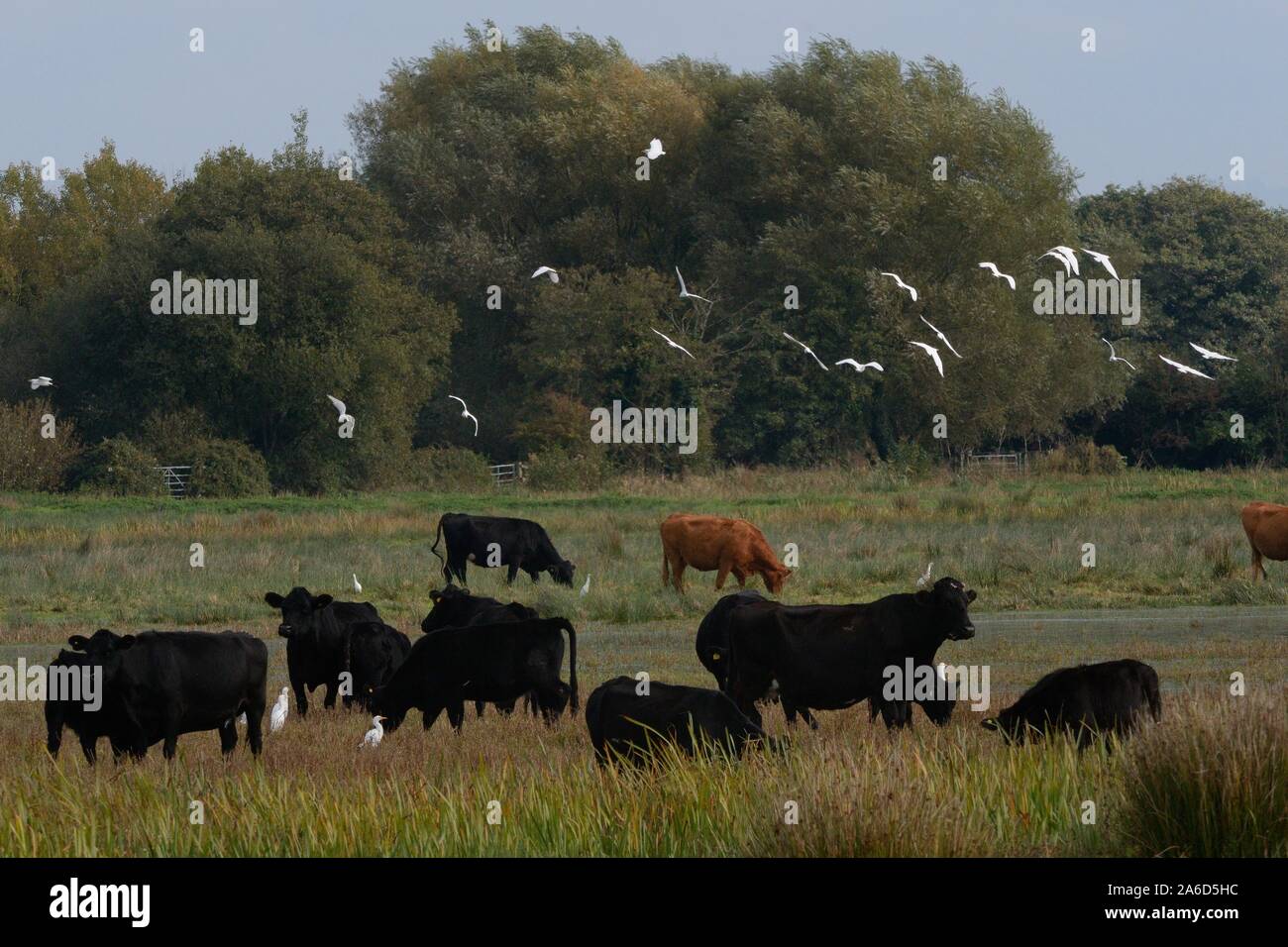 Cattle egret (Bubulcus ibis) flock flying over and foraging near cattle grazing on marshy pastureland, Somerset Levels, UK, October 2019. Stock Photo