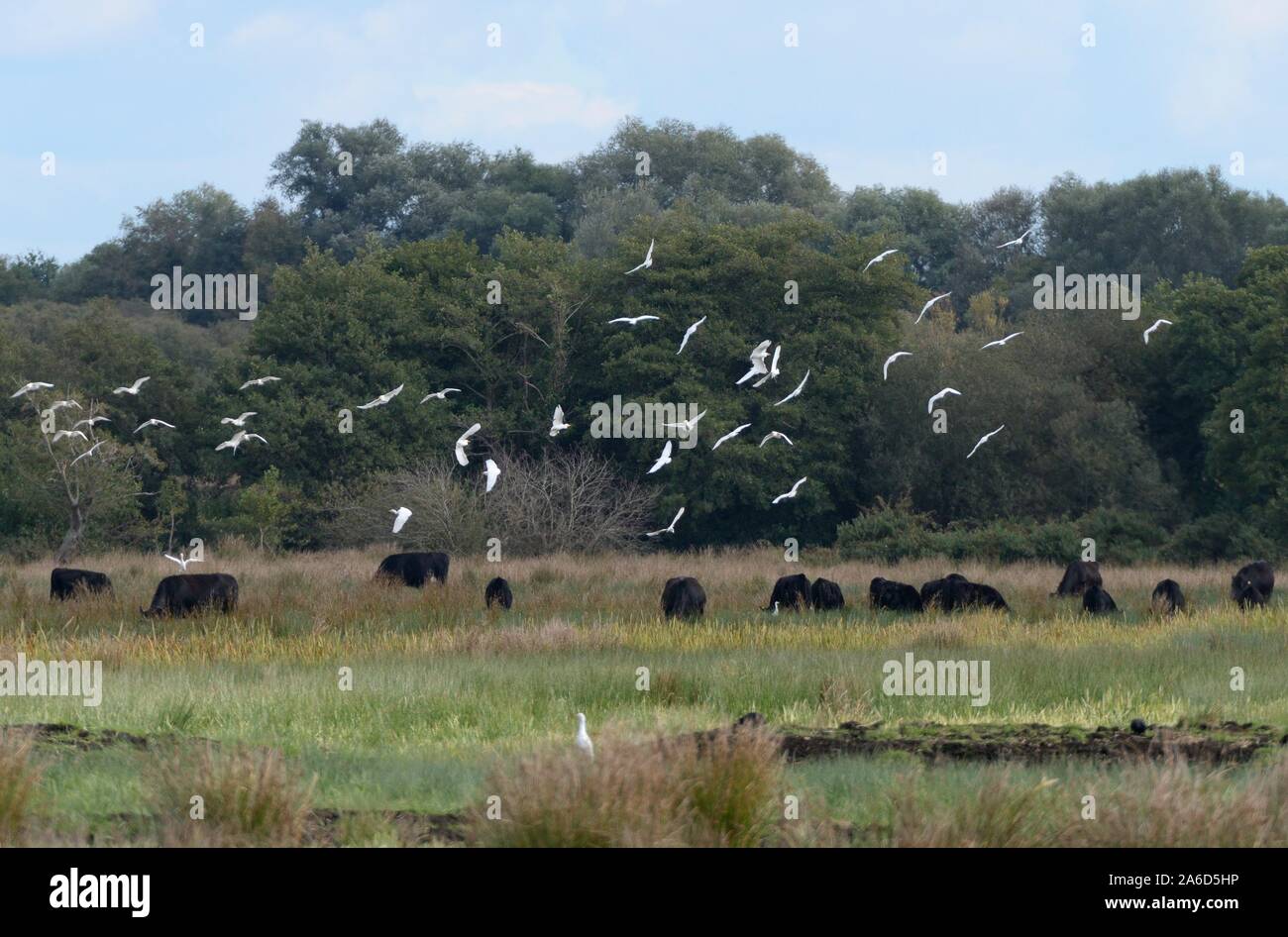 Cattle egret (Bubulcus ibis) flock flying over cattle grazing on marshy pastureland, Somerset Levels, UK, October 2019. Stock Photo
