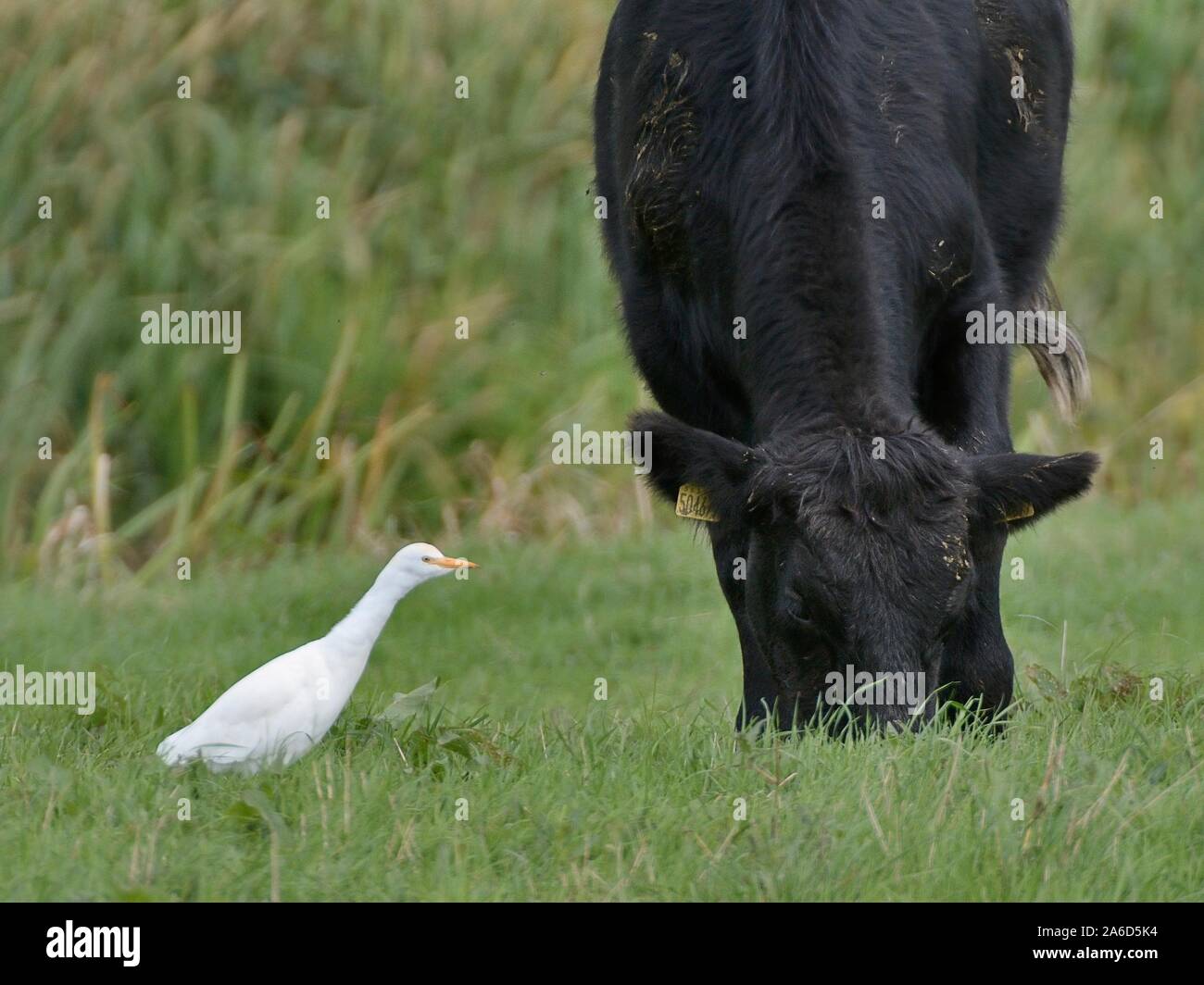 Cattle egret (Bubulcus ibis) foraging for insects flushed by a grazing Bullock (Bos taurus) on pastureland, Somerset Levels, UK, October. Stock Photo