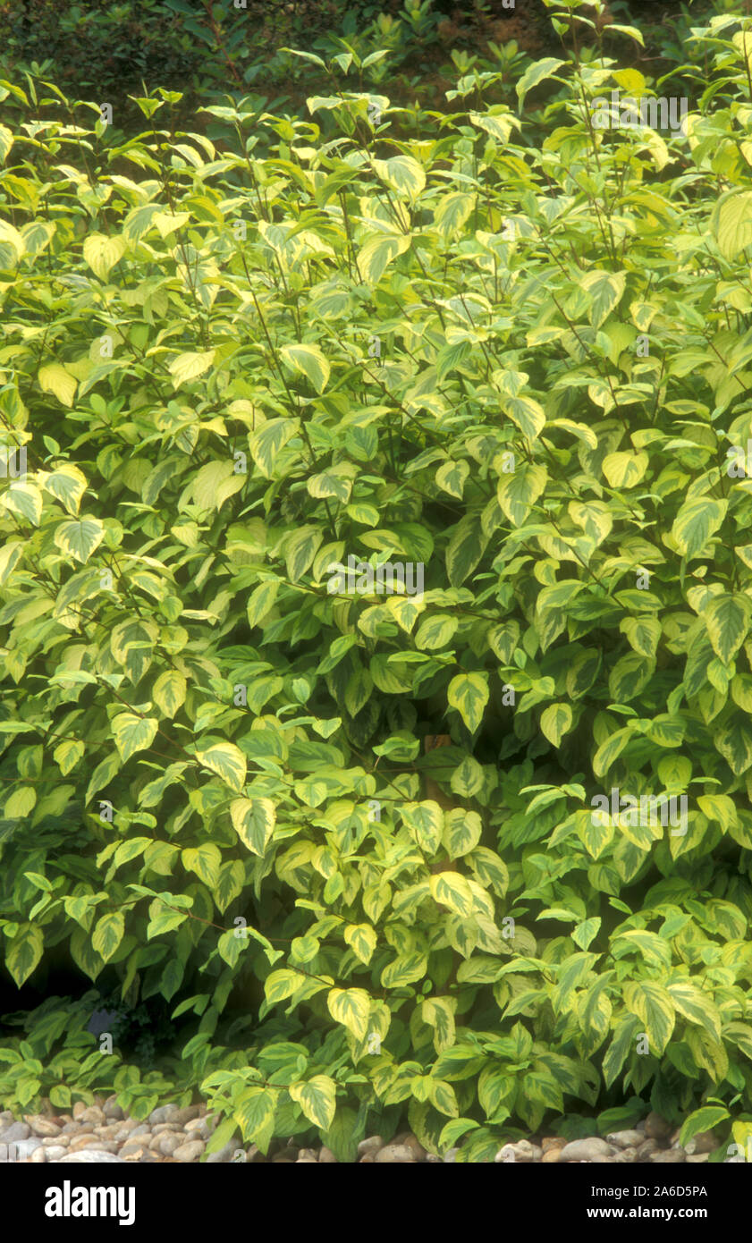 VARIEGATED FOLIAGE OF CORNUS STOLONIFERA 'SUNSHINE' SHRUB ALSO KNOWN AS SUNSHINE DOGWOOD OR YELLOW LEAFED RED STEMMED DOGWOOD. CORNACEAE. Stock Photo