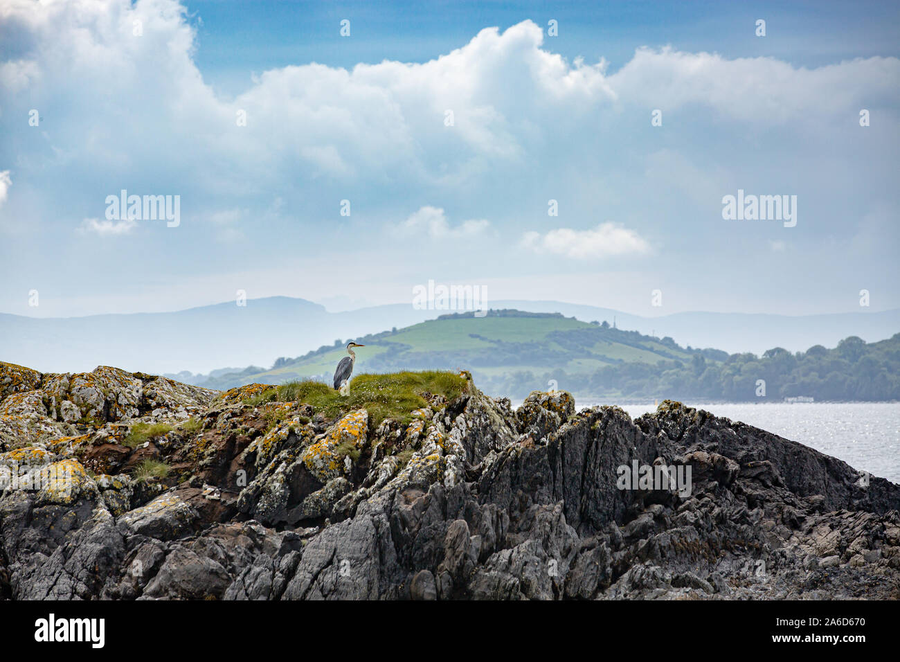 Grey heron (Ardea cinerea) resting and waiting for prey on the rocks of the Bantry Bay coastline. West Cork, Ireland. Stock Photo