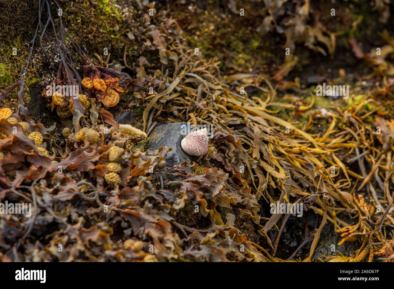 Common periwinkle shell (Littorina littorea) sitting on a rock nested in a bed of seaweed at the coastline of Bantry Bay, West Cork, Ireland. Stock Photo