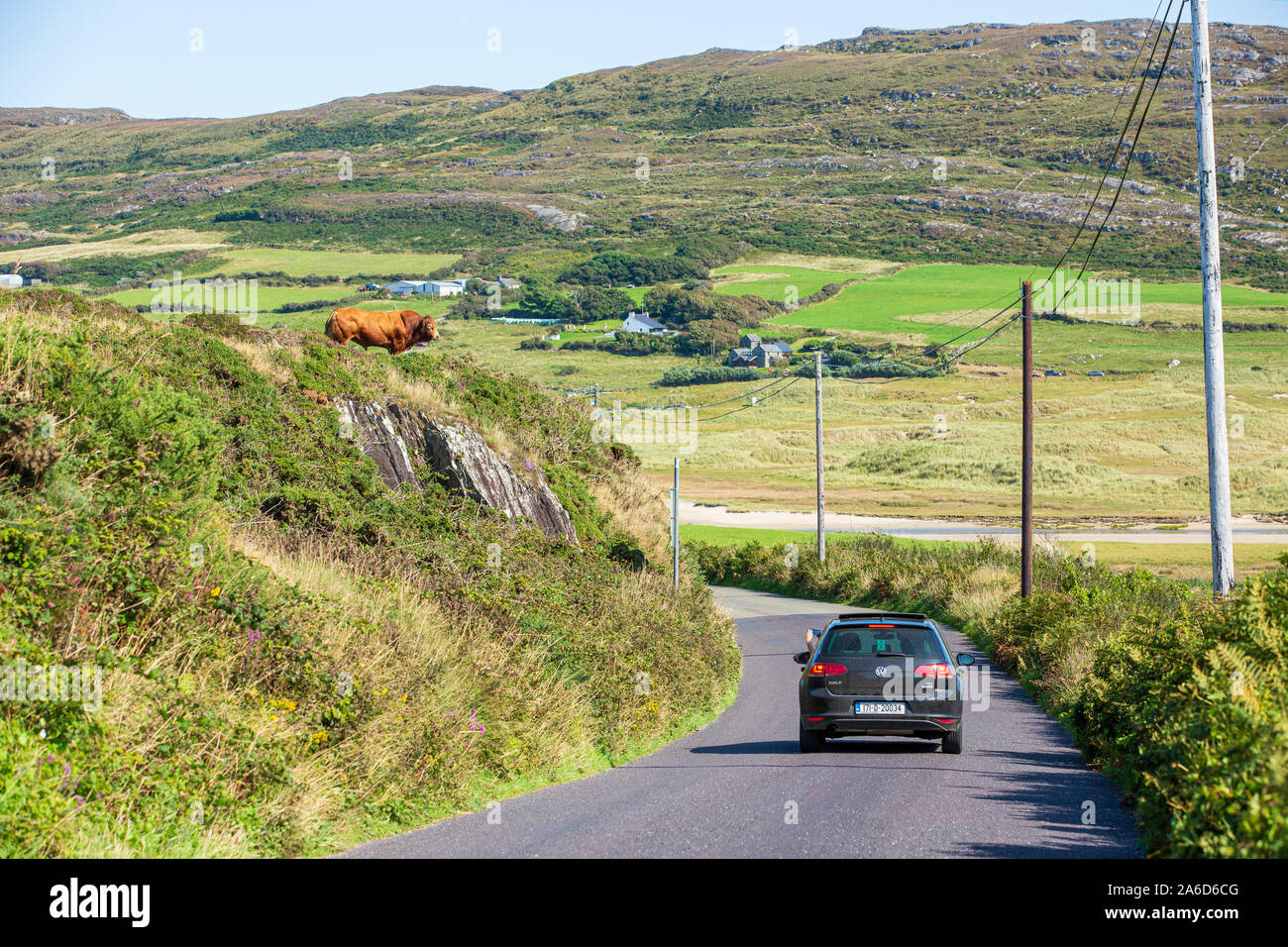 Tourist in the car taking photo of a pasturing bull at the edge of a cliff above the public road. Ireland, West Cork Stock Photo