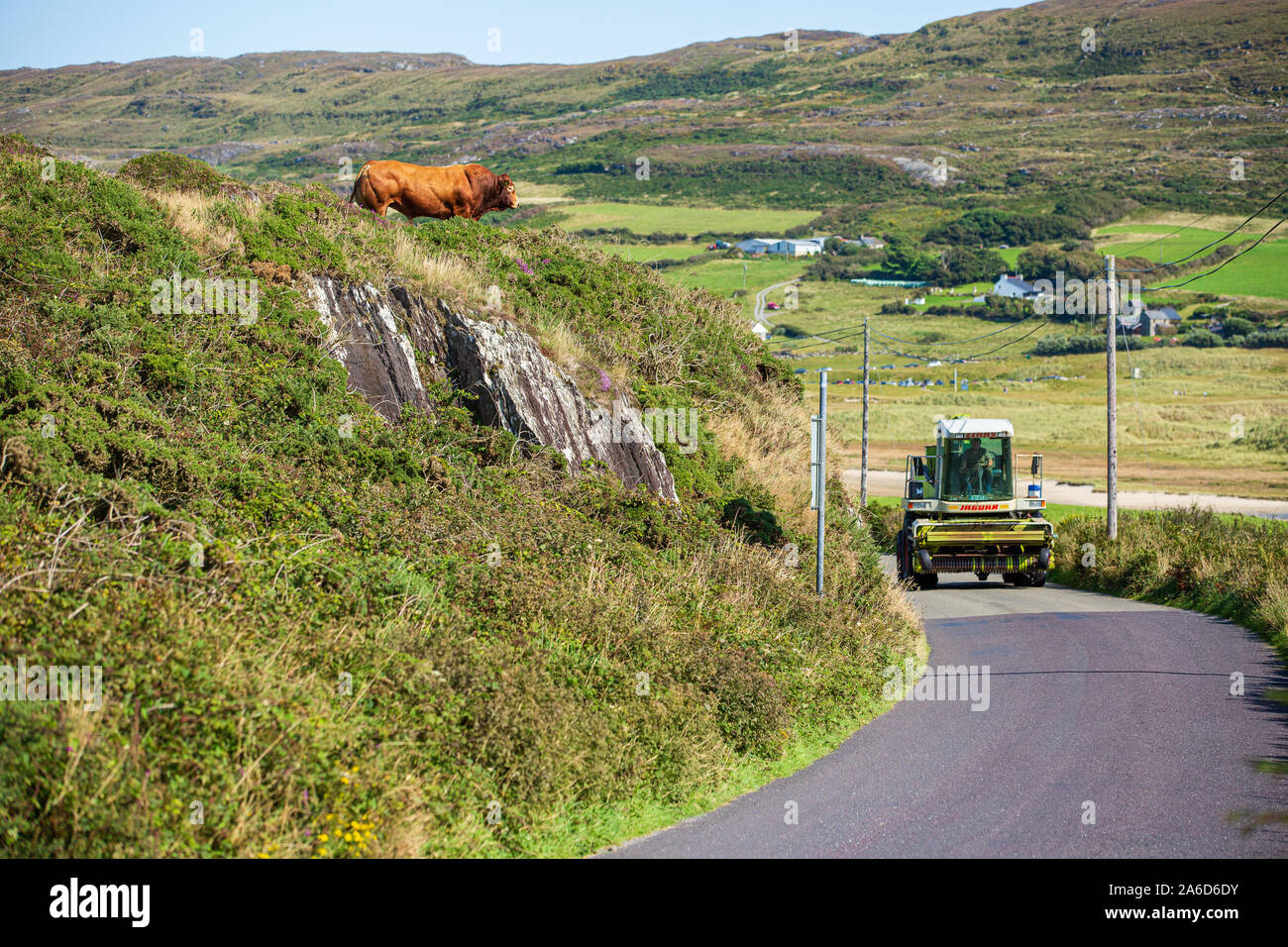 Pasturing bull at the edge of a cliff above the public road looking at the passing harvester. Ireland, West Cork Stock Photo