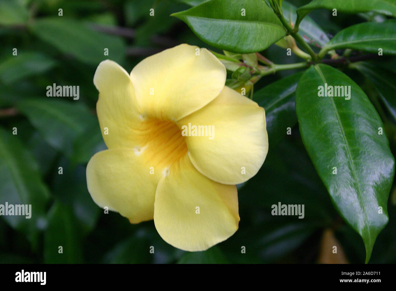 Flowers In Singapore The Garden City Photos Bush Allamanda