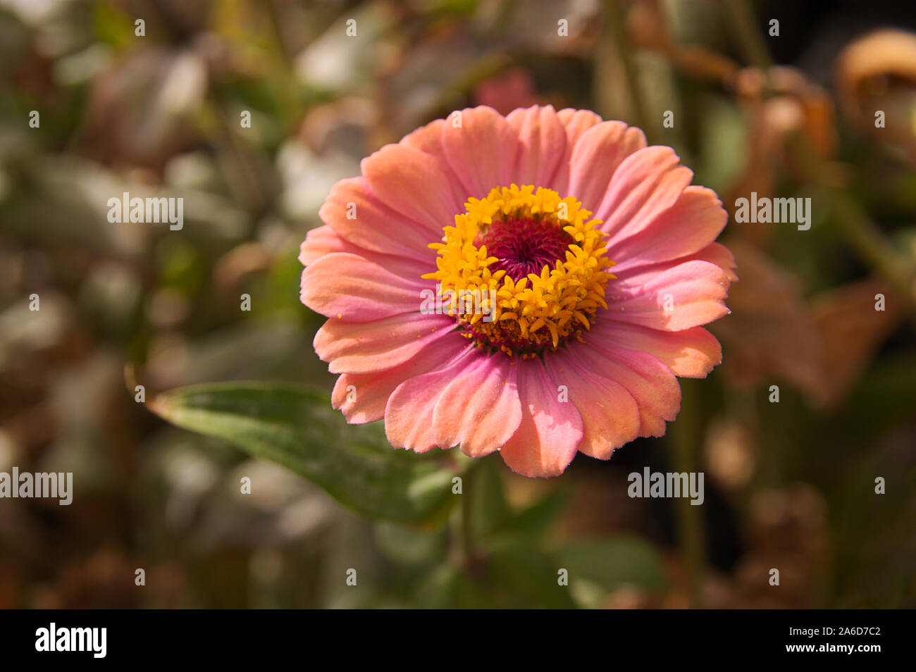 Macro image of a flower of the species Zinnia elegans of pink color on unfocused background of green colors Stock Photo