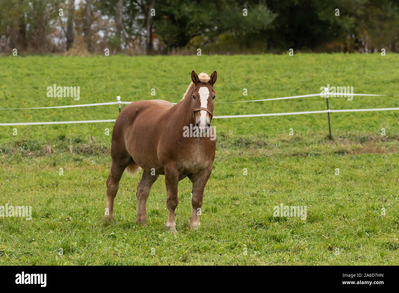 Beautiful heavy draft horse a large horse used for pulling heavy loads