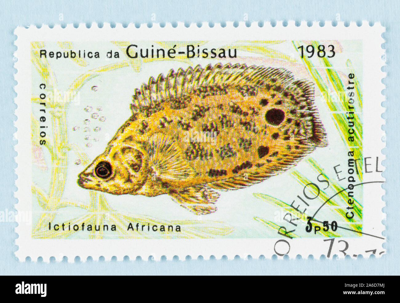 Close up of postage stamp from Guinea Bissau, Scott # 500 : Local fish series of Africa - Leopard bush fish. Stock Photo