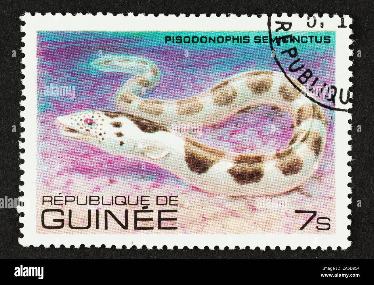 Close up of  colourful used postage stamp from the Republic of Guinea featuring subtropical eel: Pisodonophis semicinctus. Stock Photo