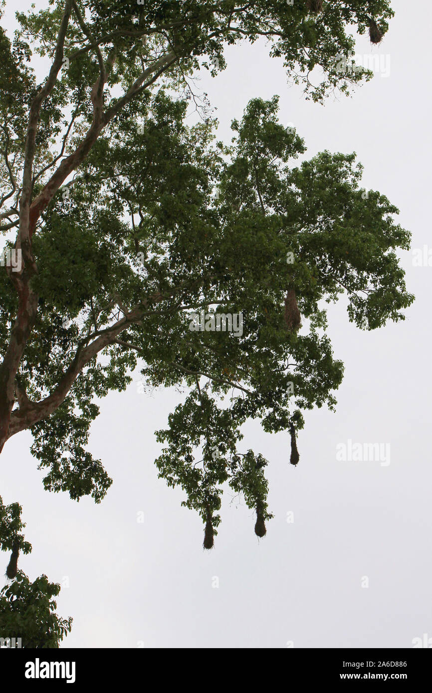 Multiple hanging weaver nests of the Amazonian Oropendola in a tree in