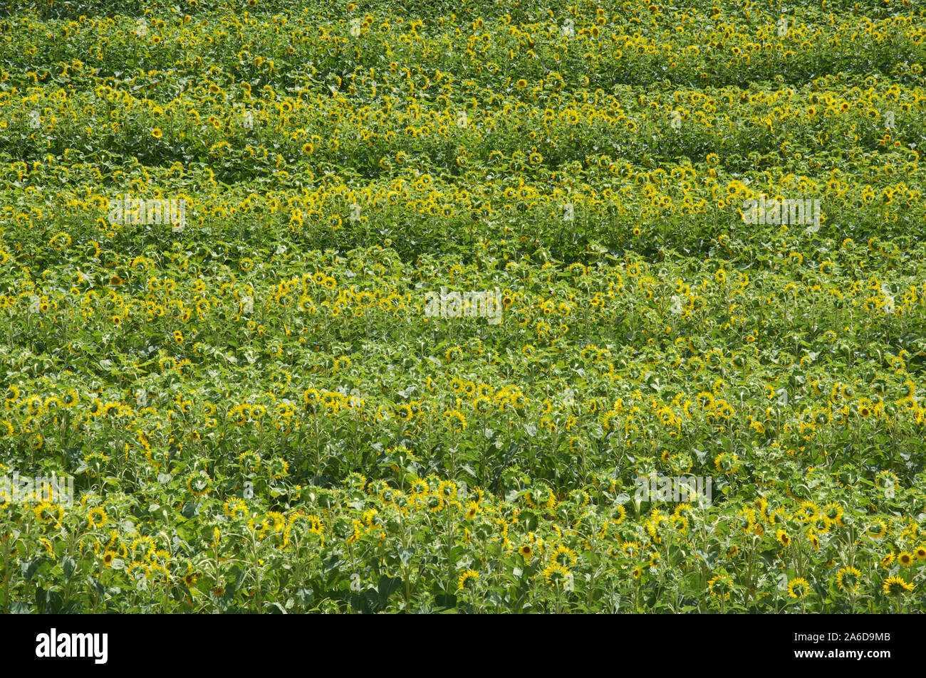 Summertime in the French countryside. A field of Sunflowers, Helianthus Anuus, fill the scene in the Vercors region of La Drôme. South east France. Stock Photo