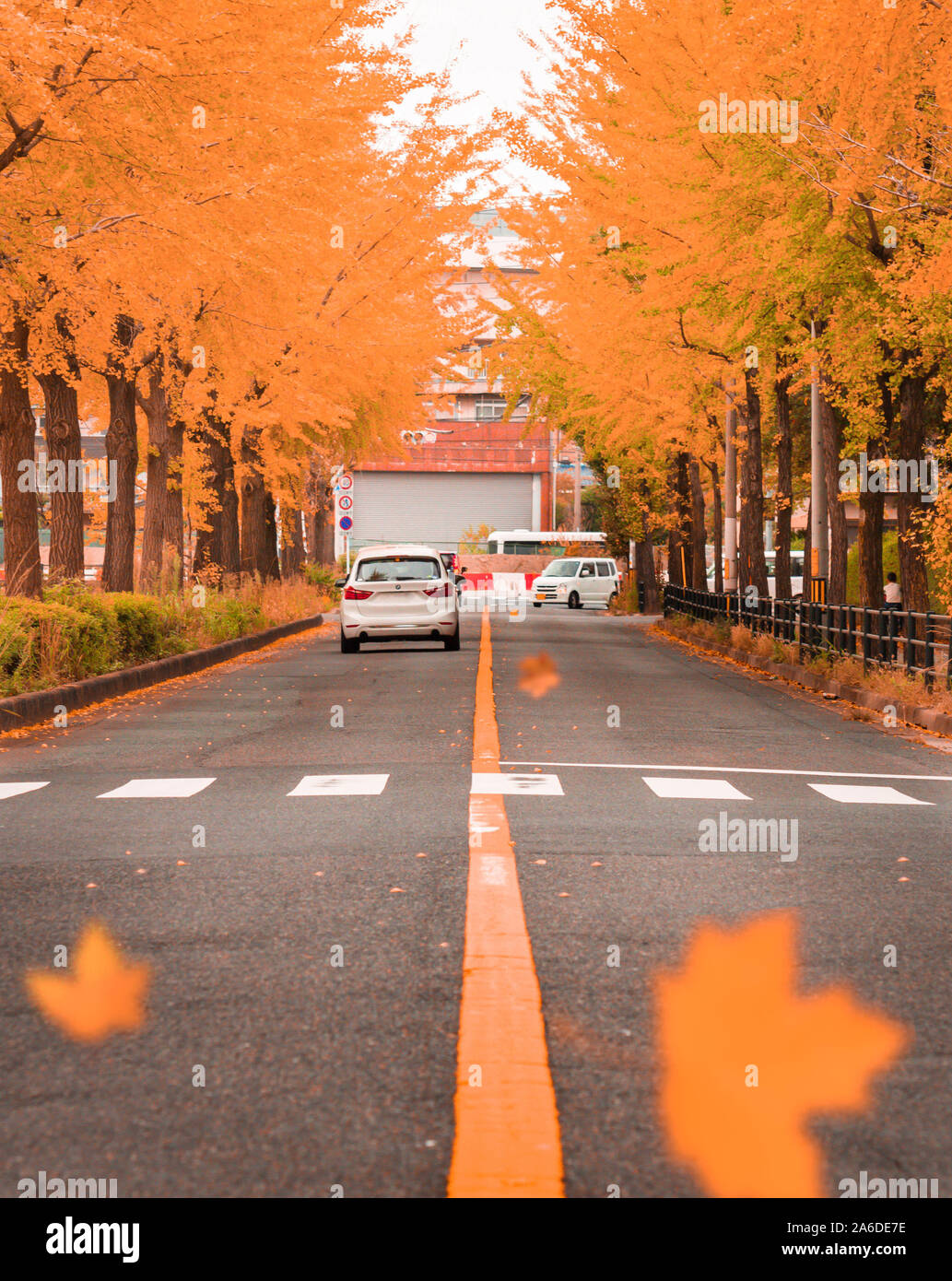 A road or a street with orange falling leaves from trees in autumn or fall season. Stock Photo