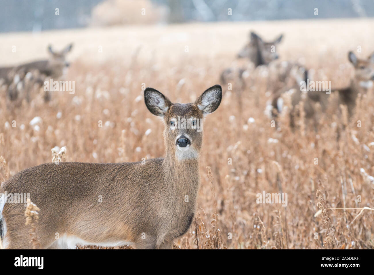 Zombie deer disease hi-res stock photography and images - Alamy