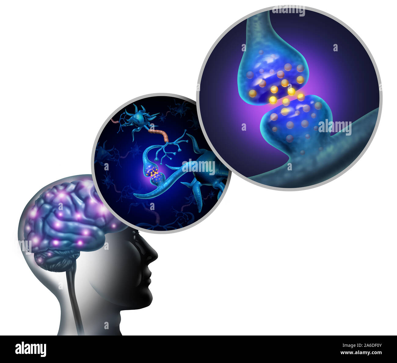 Neurology anatomy and nerve cells inside the brain and nervous system concept as a neuron function symbol for multiple sclerosis or alzheimer. Stock Photo