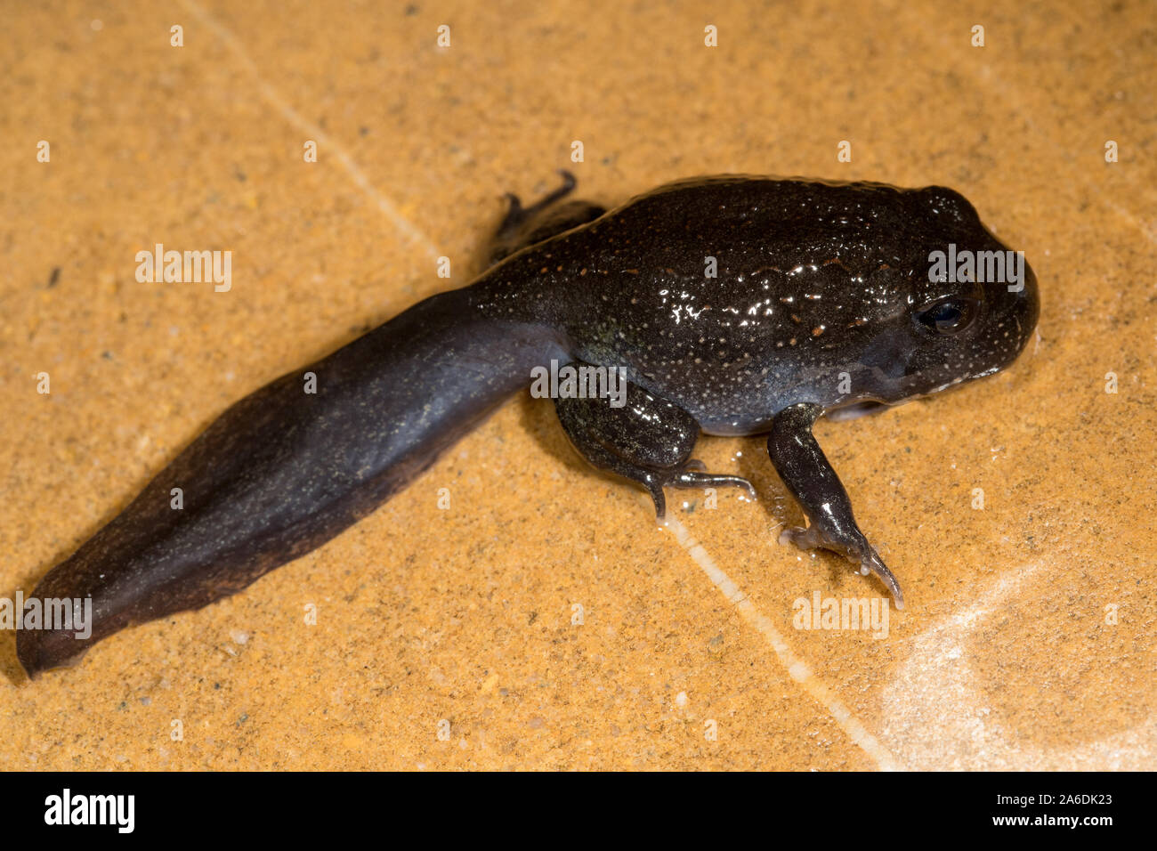 Giant tadpole hi-res stock photography and images - Alamy