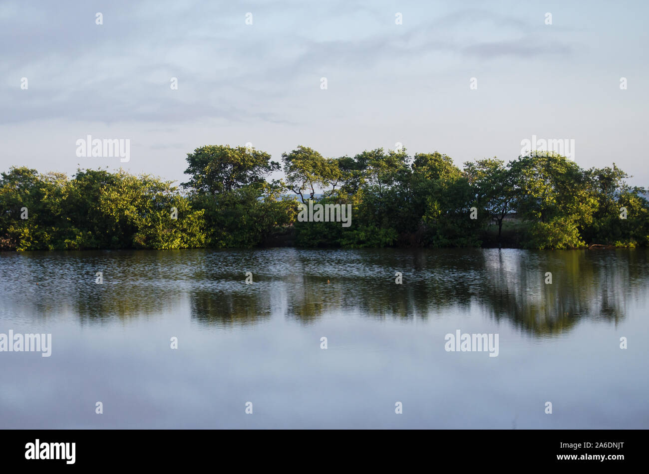 Morning scene in 'Cienega Grande de Santa Marta' with mangrove tree reflecting in tranquil water Stock Photo