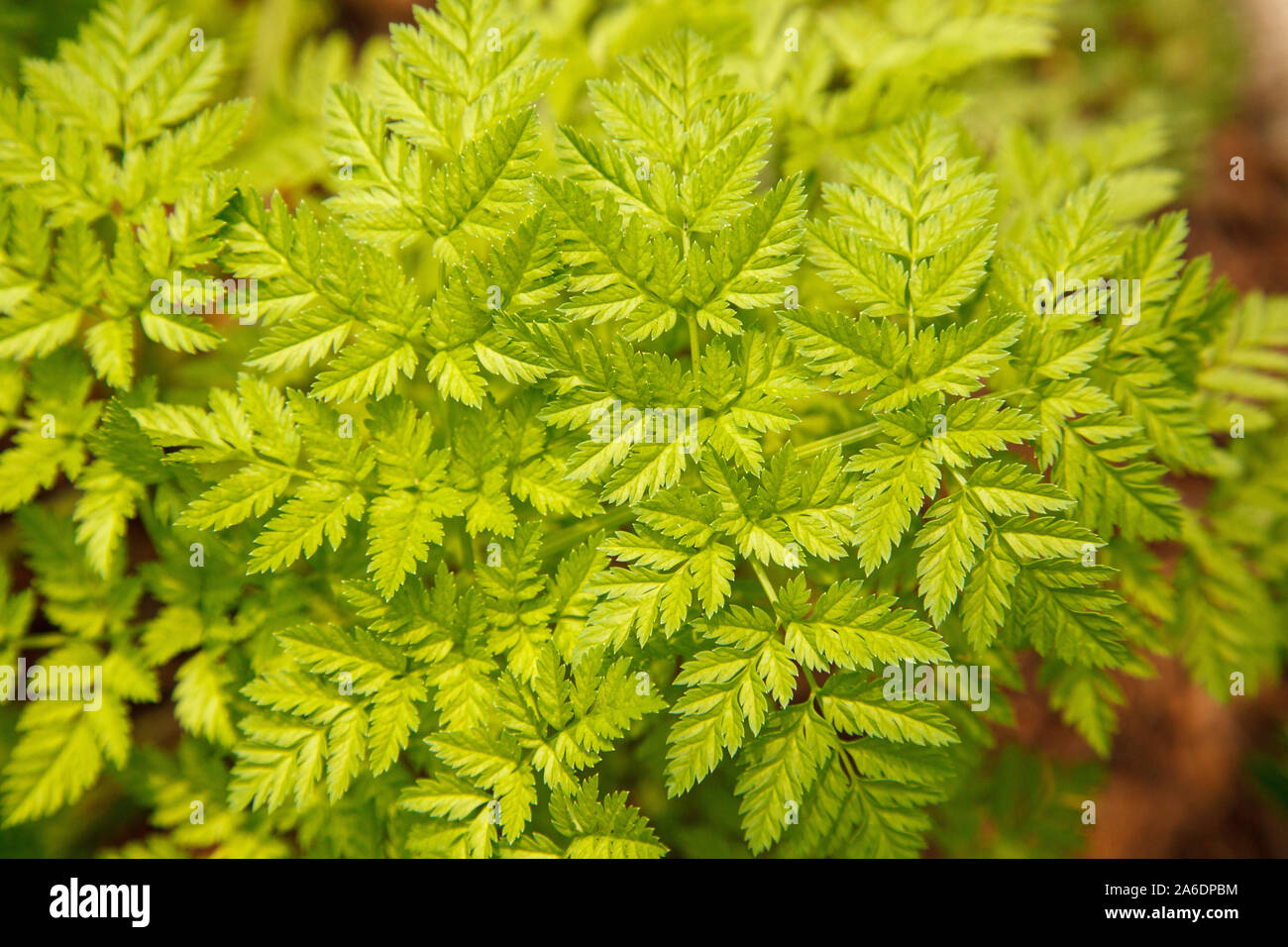 Poison hemlock foliage. (Conium maculatum). Stock Photo