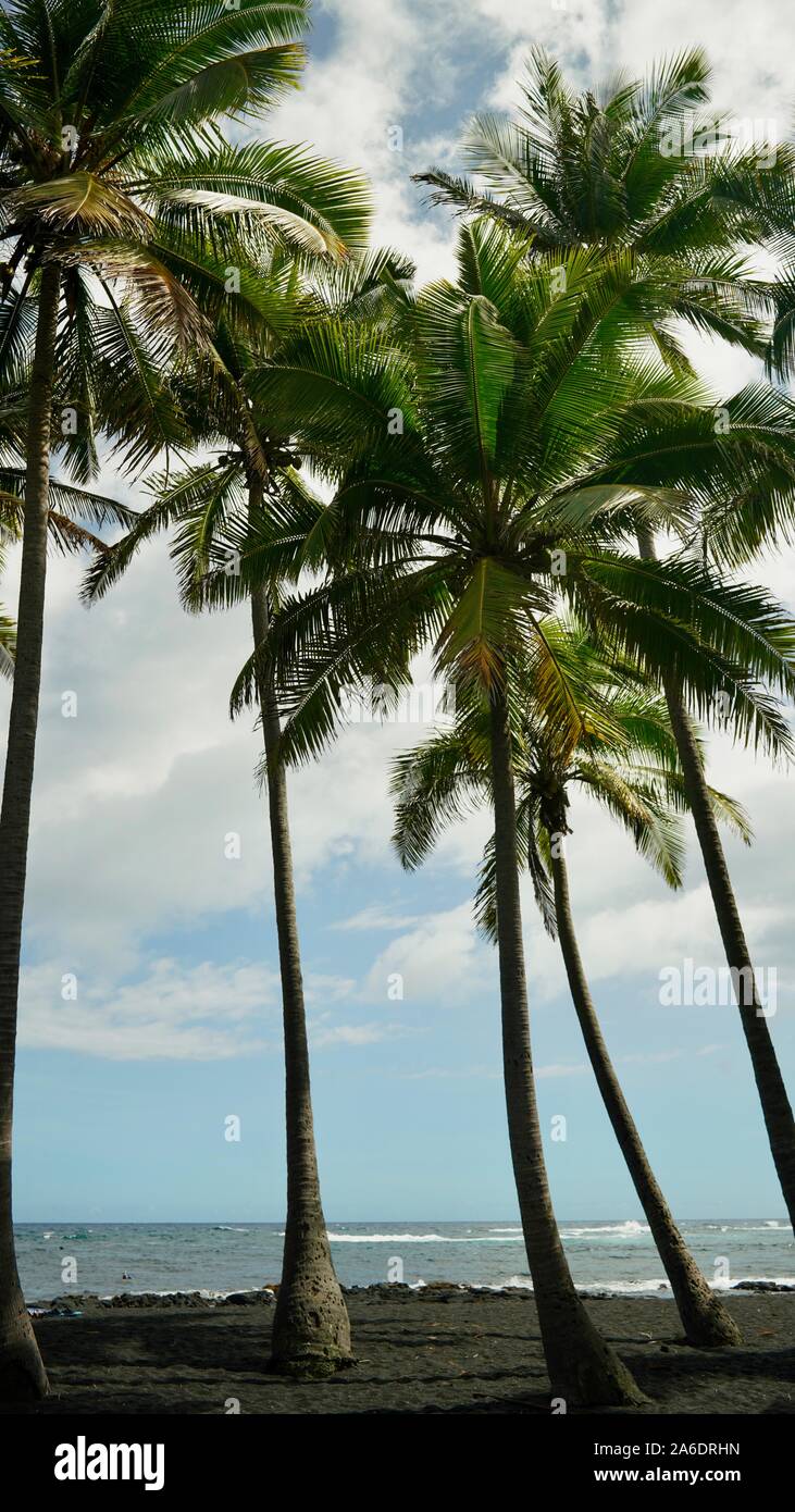 Kona Hawaii Palm Trees High Resolution Stock Photography and Images - Alamy
