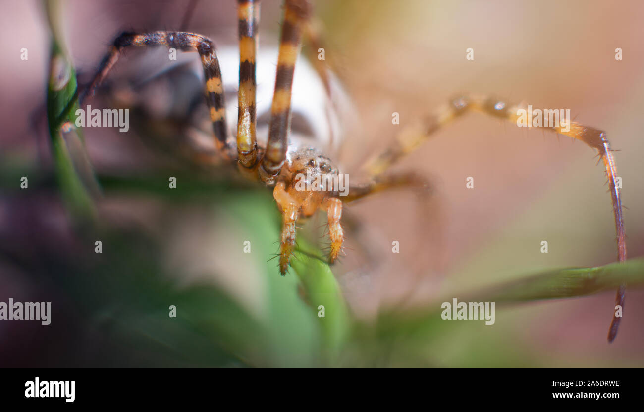 A macro close-up mediterranean spider, a female exemplar of Argiope Bruennichi called also Wasp Spider, common in Europe and Africa. Shot in open coun Stock Photo