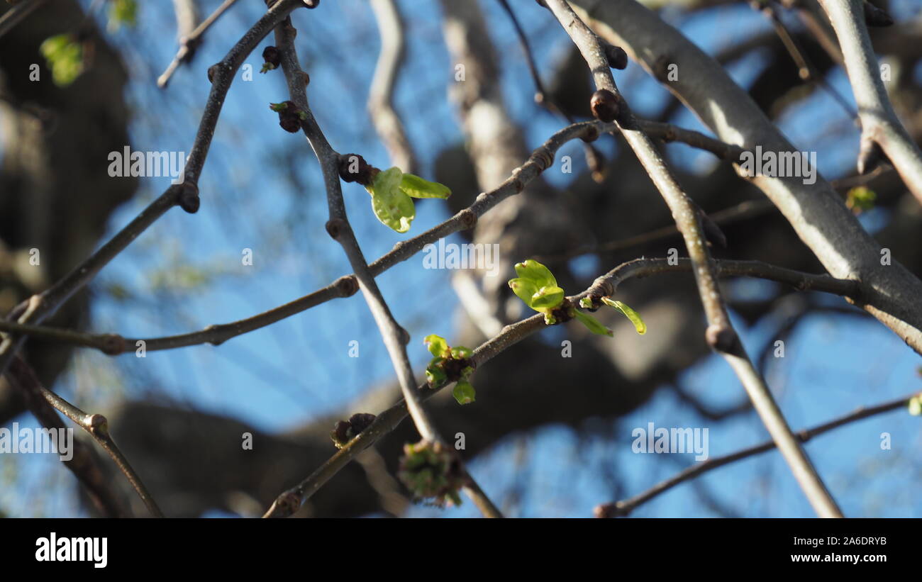 Weeping wych elm leaves in spring Stock Photo