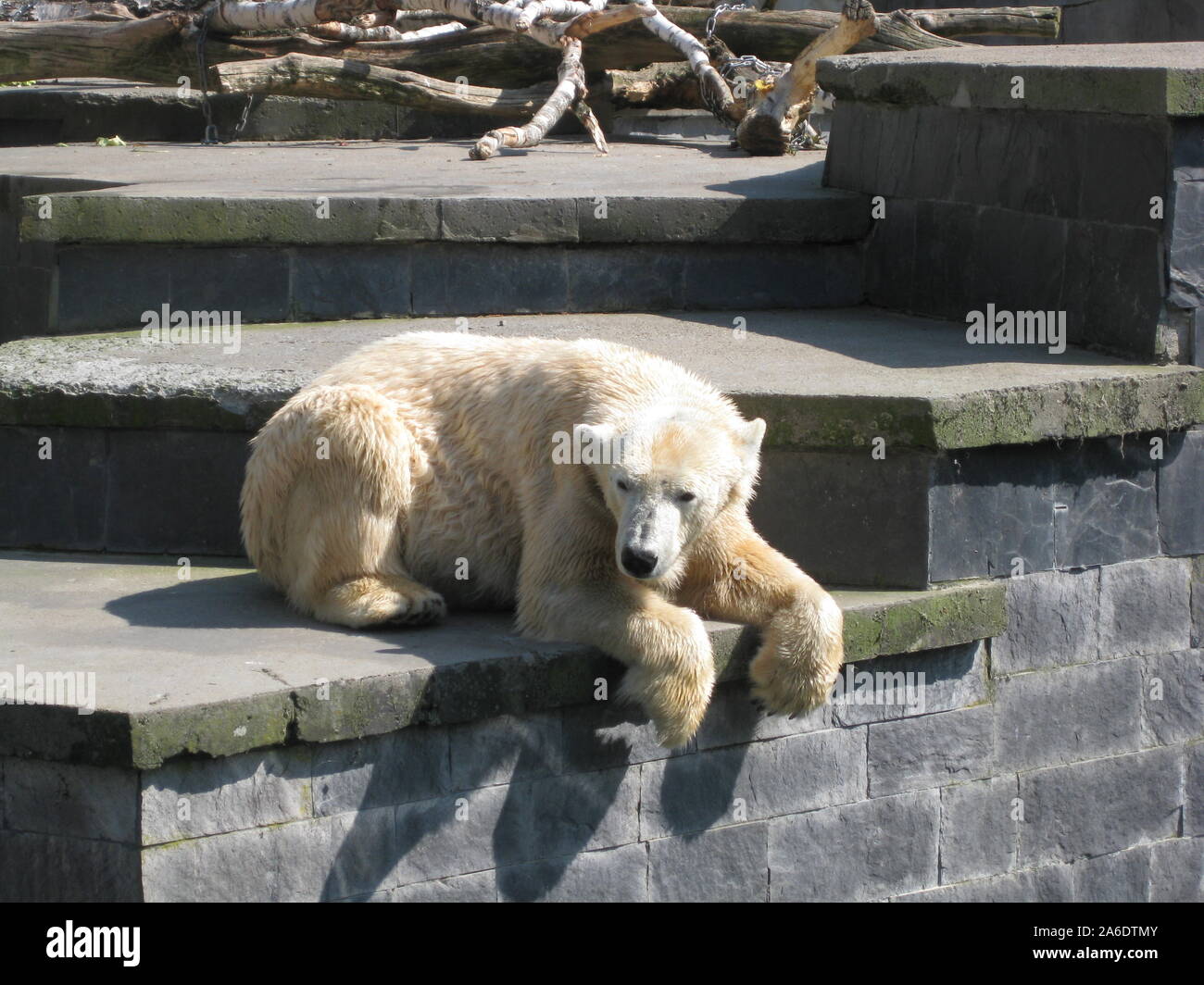 a polar bear lies in a zoo enclosure Stock Photo - Alamy