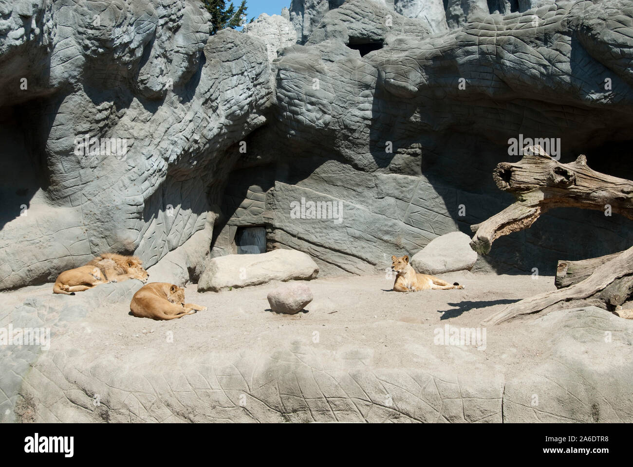 brown lions sitting in an enclosure in a zoo Stock Photo - Alamy