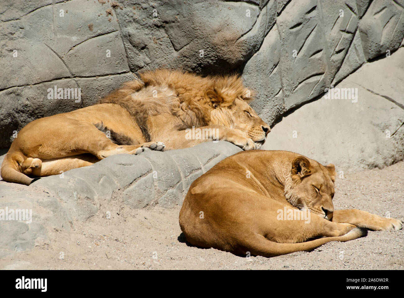 brown lions sitting in an enclosure in a zoo Stock Photo - Alamy