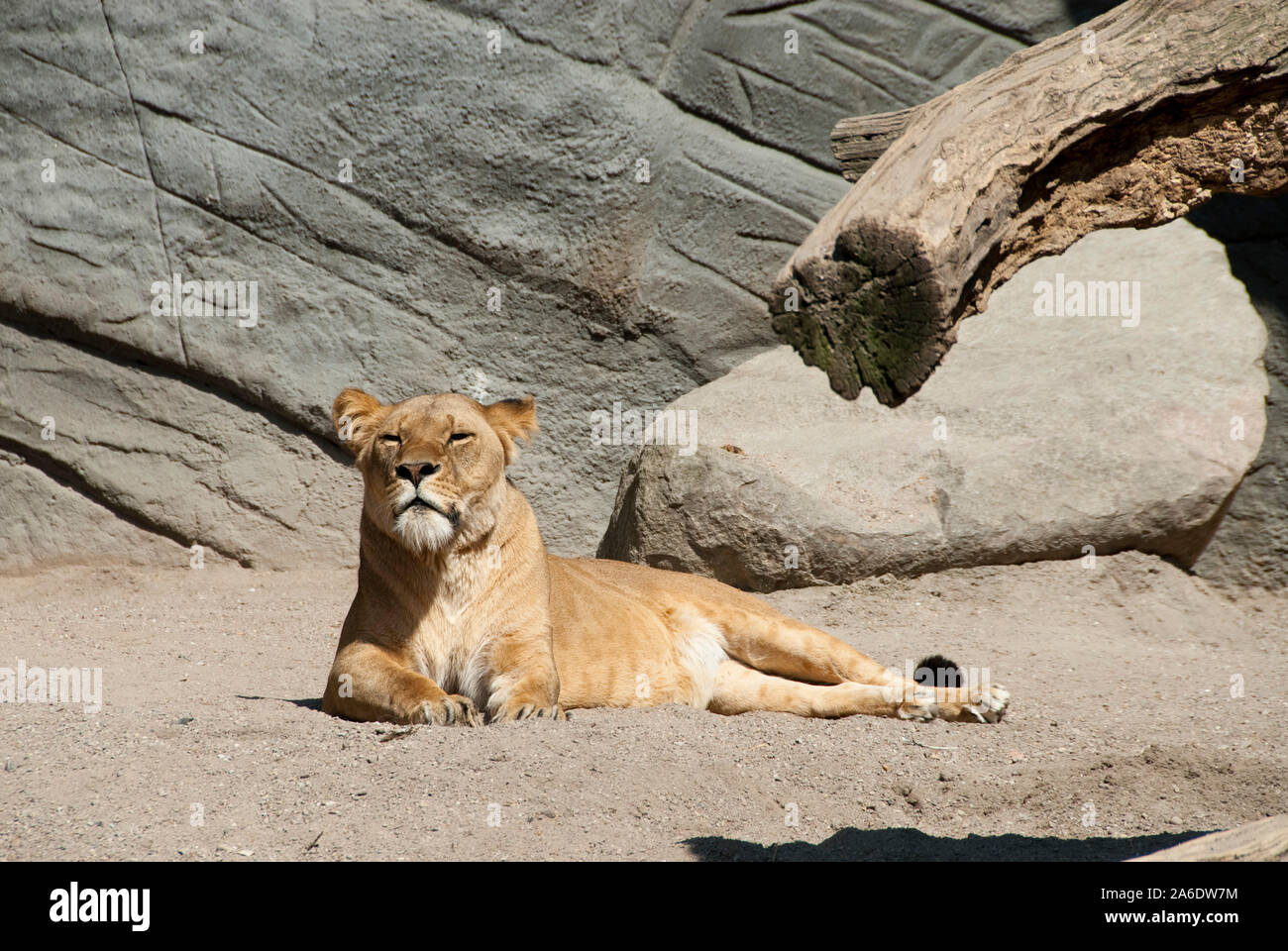 brown lions sitting in an enclosure in a zoo Stock Photo - Alamy