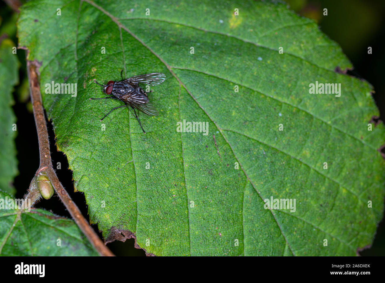 a macro image of a housefly sitting on a green leaf Stock Photo - Alamy