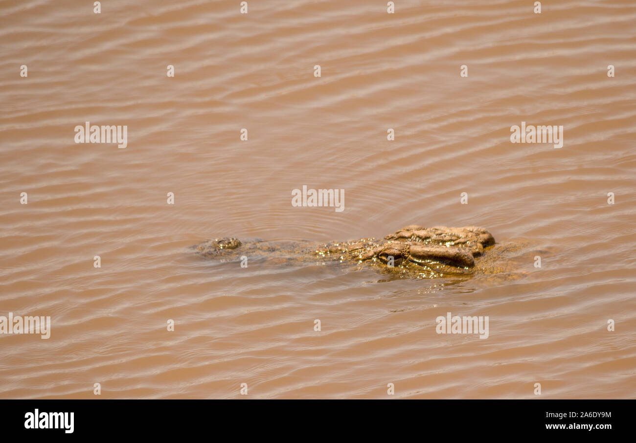 Crocodile wallpaper hi-res stock photography and images - Alamy