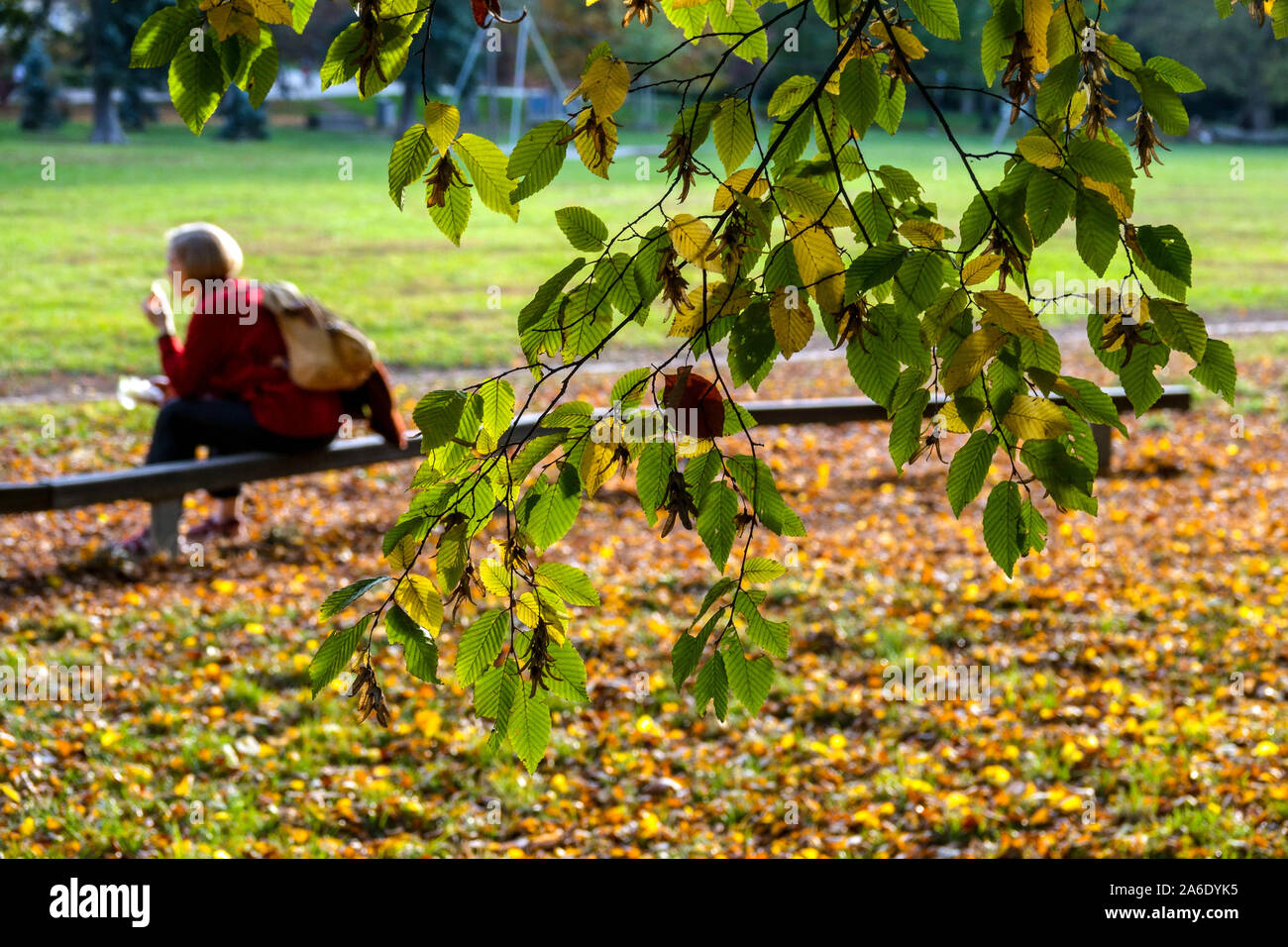 Senior woman on a bench alone, Autumn in city park Stromovka Prague Holesovice senior alone Stock Photo