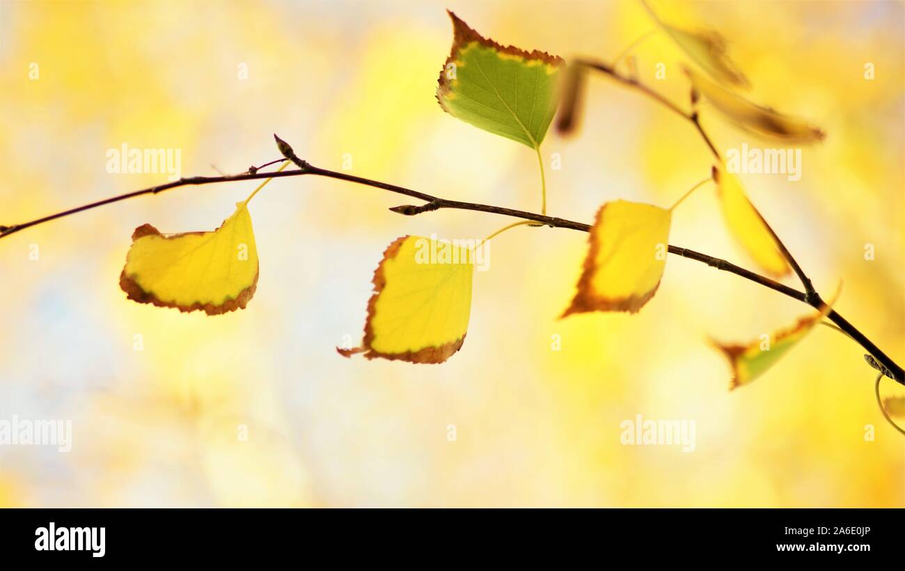 yellow autumn birch leaves on a tree branch in sunny day Stock Photo ...