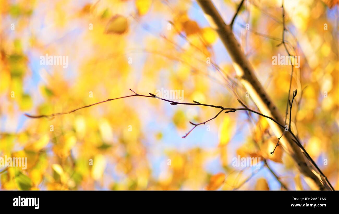 Dry birch branch on the blurred background of an golden autumn leaves ...