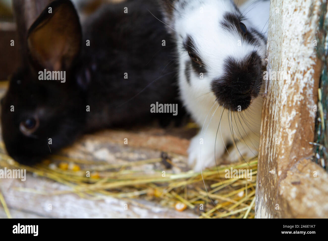 White and black rabbits on hay. Stock Photo