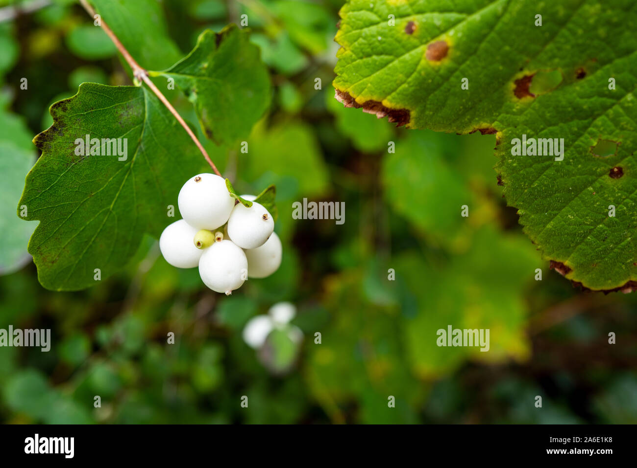 Detailed view of snowberries and leaves Stock Photo