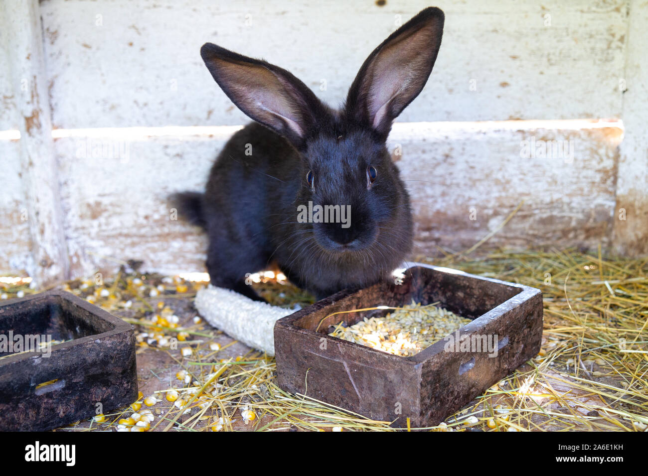 A black rabbit feeding on corn (maize Stock Photo Alamy