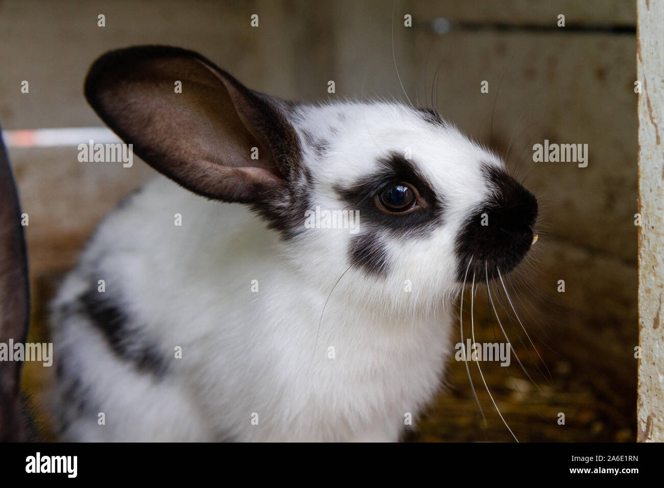 A white rabbit with black blotches on hay. Stock Photo