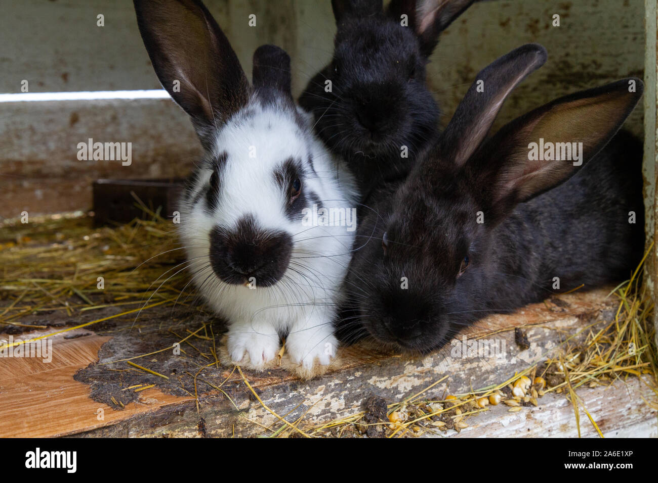 White and black rabbits on hay. Stock Photo