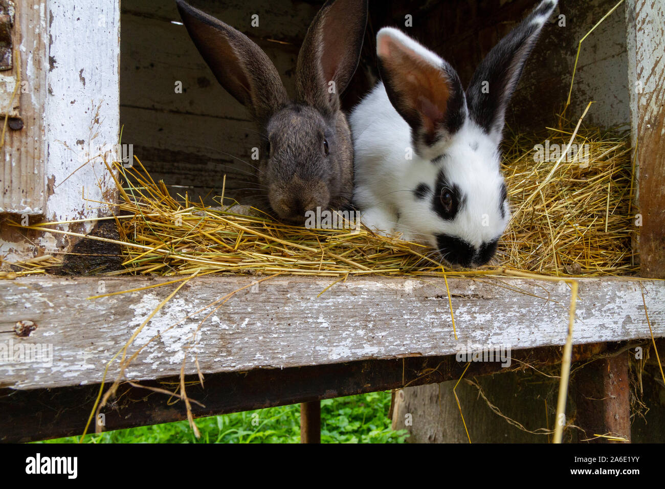 White and black rabbits on hay. Stock Photo