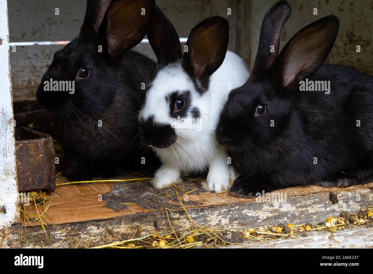 White and black rabbits on hay. Stock Photo