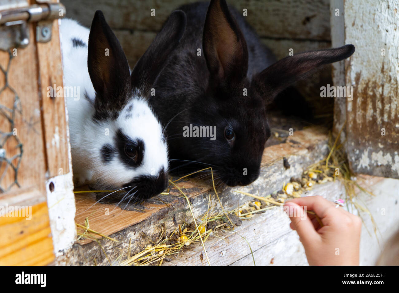 Children feeding rabbits in a cage. Stock Photo