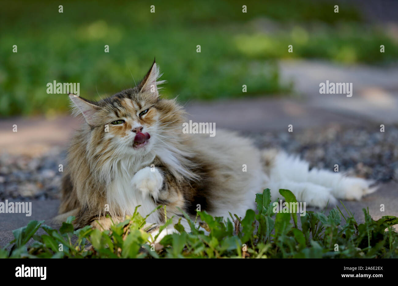 A sweet tortoiseshell norwegian forest cat female licking her paw. She is resting in grass Stock Photo