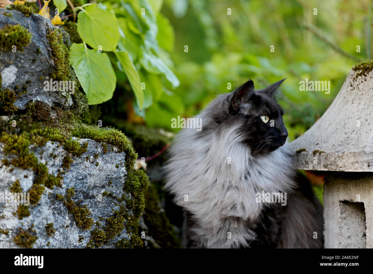 A black smoke pure bred norwegian forest cat male sitting between stones in garden Stock Photo
